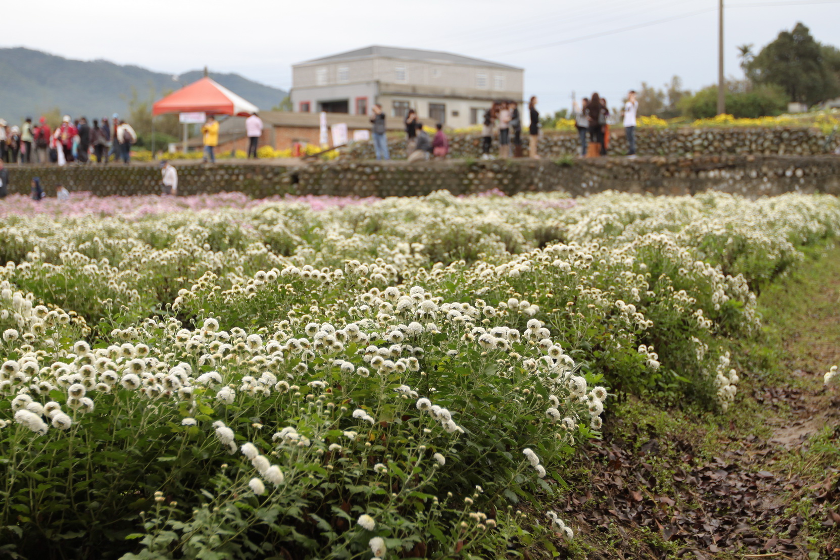在銅鑼農會輔導推廣，杭白菊種植於銅鑼鄉已有30年歷史